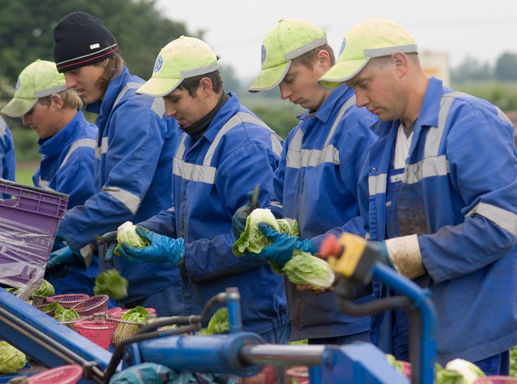 Migrant workers from Eastern Europe harvesting celery in Cambridgeshire.