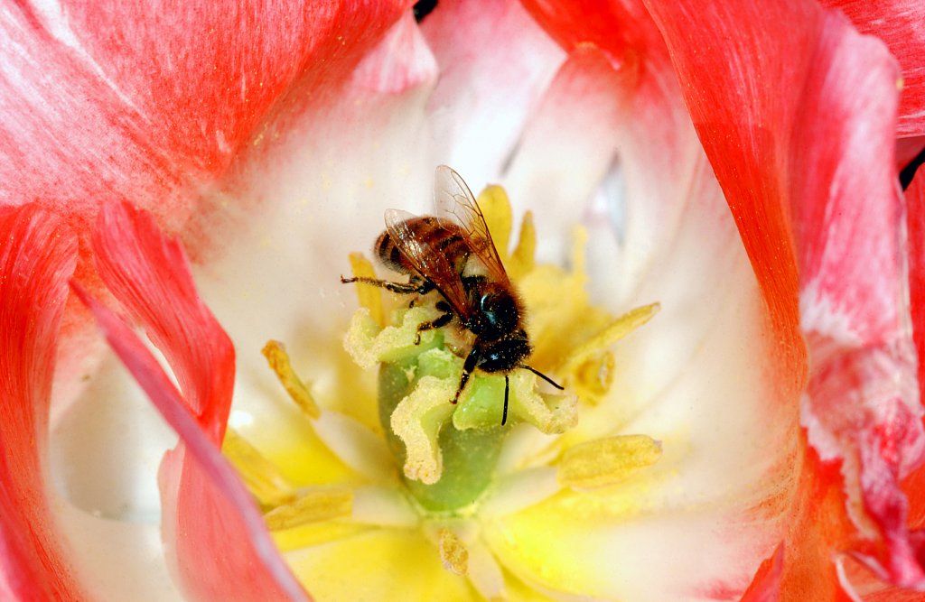 Bees harvesting pollen from sunflowers