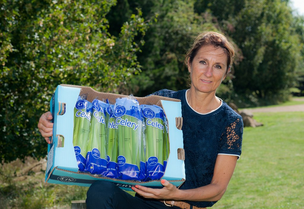 G's celery harvest, Cambridgeshire.