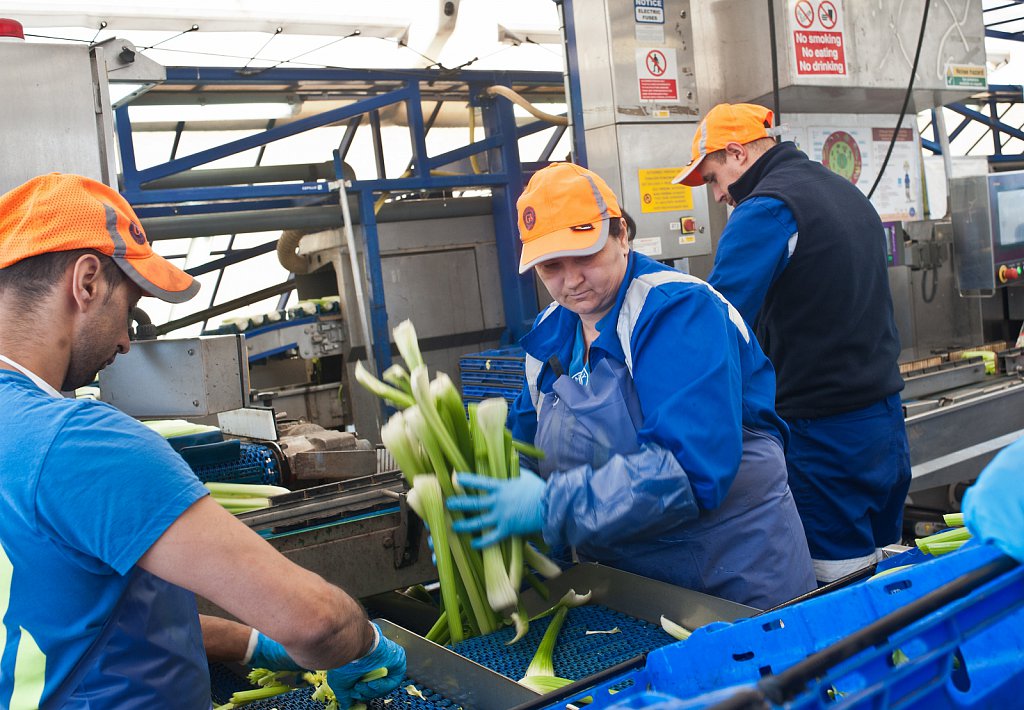 G's celery harvest, Cambridgeshire.