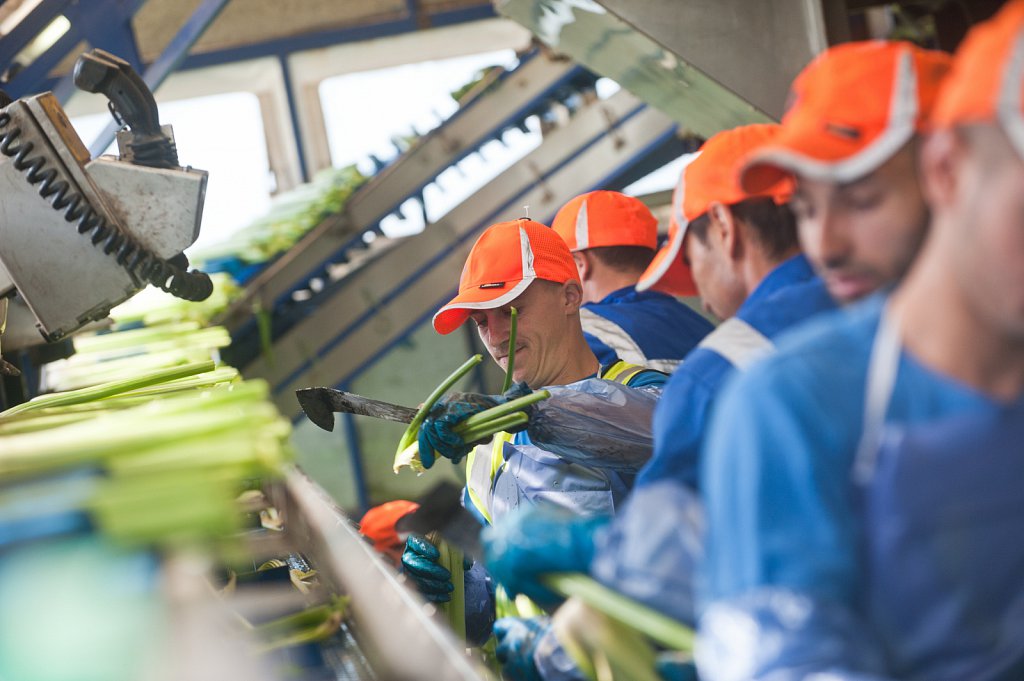 G's celery harvest, Cambridgeshire.